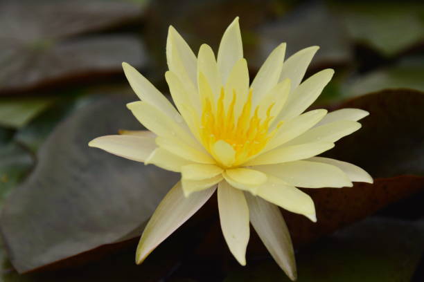 istock The lotus in the flower bloom is very beautiful. 955752644
