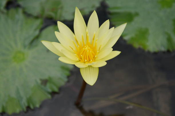 istock The lotus in the flower bloom is very beautiful. 955752684