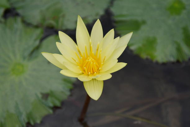 istock The lotus in the flower bloom is very beautiful. 955752694