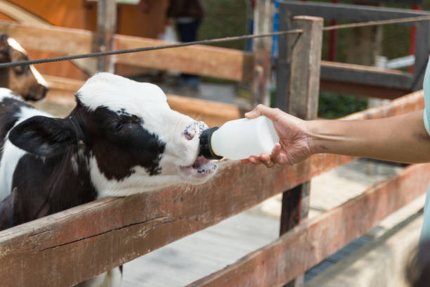 istock Baby cow feeding on milk bottle by hand men 955753092