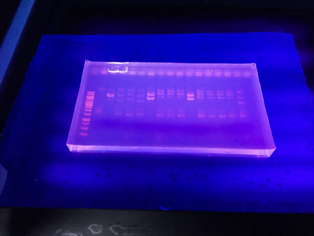 agarose-gel-elctrophoresis - agarose stock-fotos und bilder