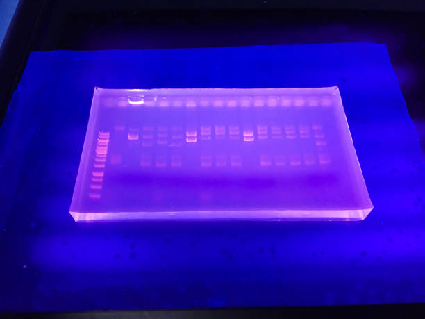 agarose-gel-elctrophoresis - agarose stock-fotos und bilder