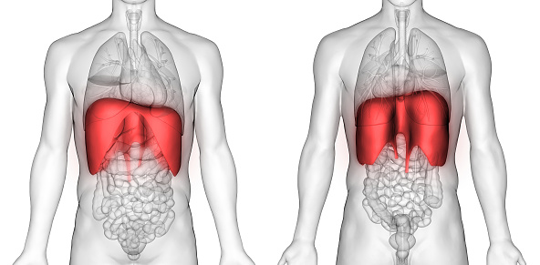 3D Illustration of Human Respiratory System Diaphragm Anatomy