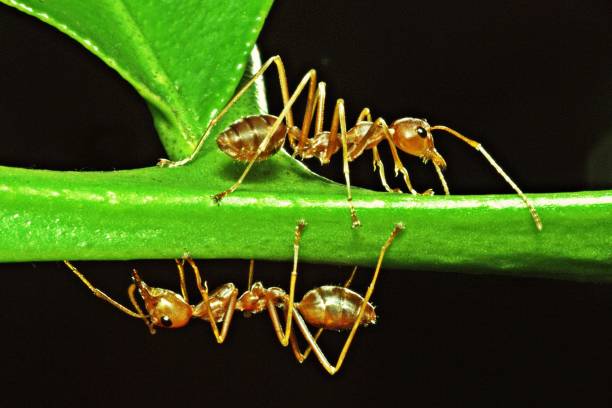 istock 2 ant stands upside down on green branch. 955756954