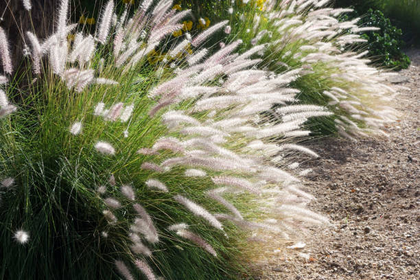 Clump of Fountain Grass  (Pennisetum setaceum) Dense and robust clumping Fountain grass growing in Arizona residential suburban roadside pennisetum stock pictures, royalty-free photos & images