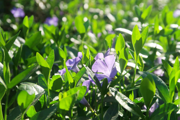 istock field of blossom periwinkles blue 955757588