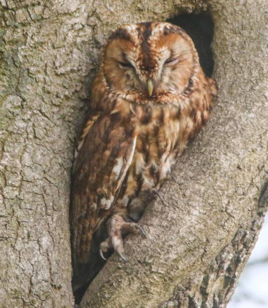 istock Tawny Owl at Titchfield Canal Path 955757618