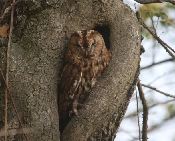 istock Tawny Owl at Titchfield Canal Path 955757646