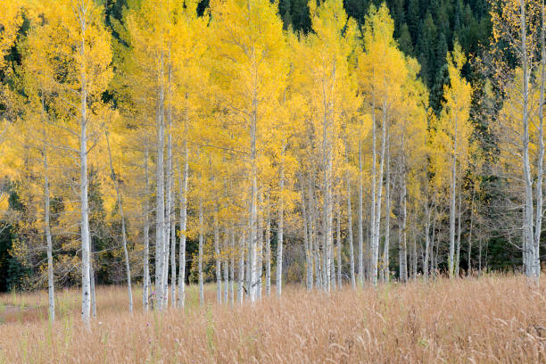 istock Aspen trees in Autumn at Maroon Bells-Snowmass Wilderness 955760224