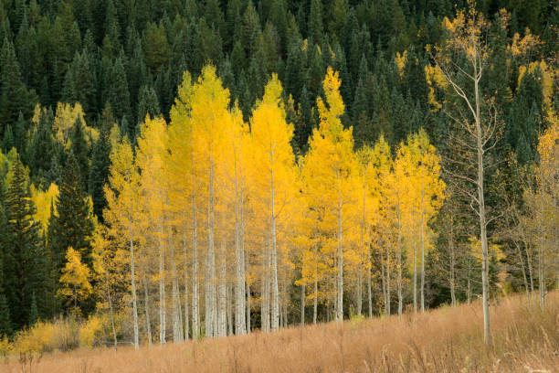 istock Aspen grove in Autumn at Maroon Bells-Snowmass Wilderness 955760232