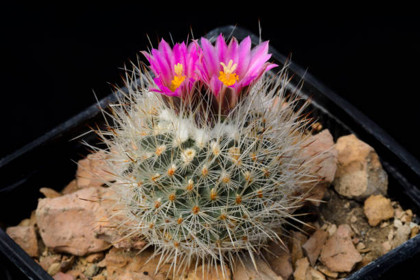 istock Cactus Gymnocactus booleanus with flower isolated on Black. 955764022