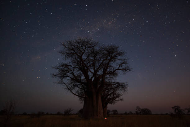 istock Baobab trees at night under the stars 955764350