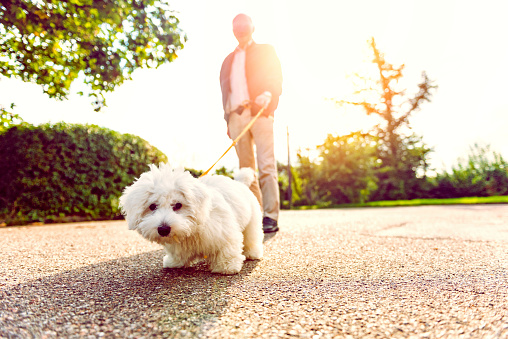 Close up photo of a dog which is the breed coton du tulear. A man blurred out in the background holds on to a pet leash. The sun shines as they walk together.