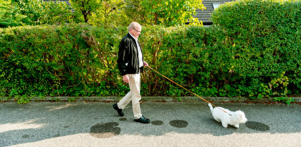 istock Active senior man takes his dog for a walk and get some exercise 955765124