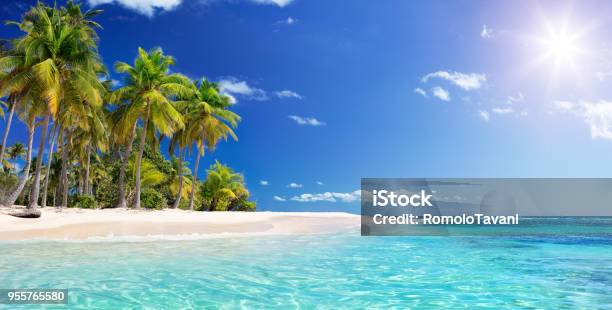 Palma In Spiaggia Nellisola Tropicale Caraibi Guadalupe - Fotografie stock e altre immagini di Spiaggia