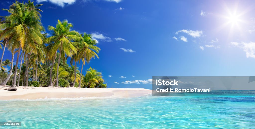 Palm tree In Beach In Tropical Island -  Caribbean - Guadalupe Guadalupe - Antilles Islands Seascape Wit Wild Island Beach Stock Photo