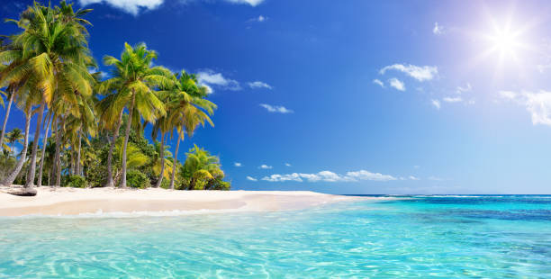 palmiye ağacı içinde plaj, tropikal ada - karayip - guadalupe - beach stok fotoğraflar ve resimler