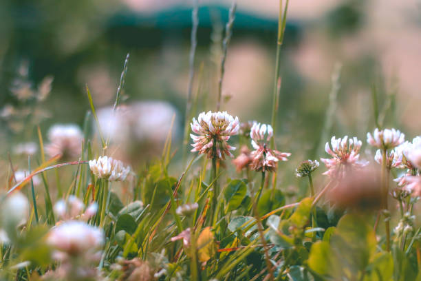istock Flower in the field 955768548
