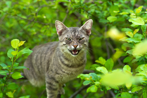 Angry cat on tree