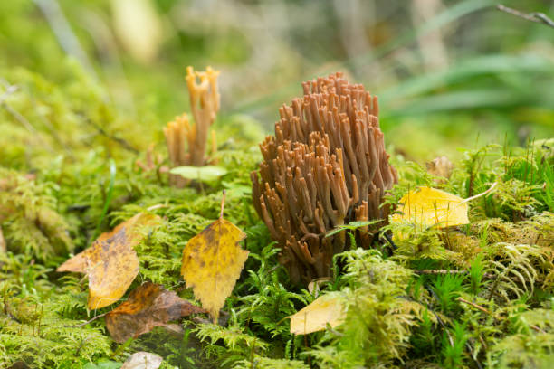 istock Coral fungi, Ramaria among moss 955772582