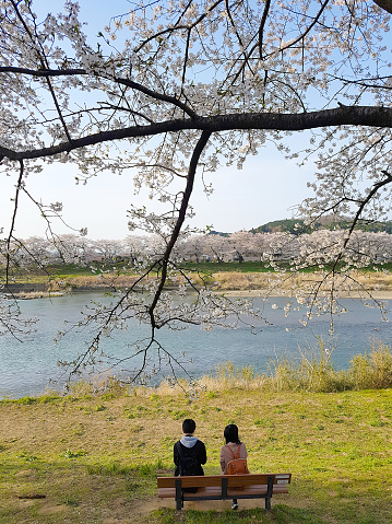 Senior Asian couple resting together under sakura tree in Japan