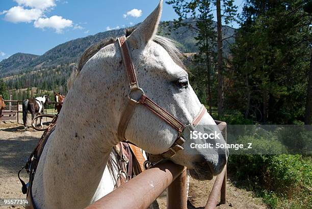 Cavalo Em Uma Vedação - Fotografias de stock e mais imagens de Animal - Animal, Animal Doméstico, Ao Ar Livre