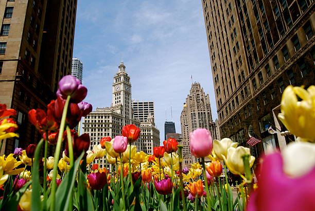 Colorful flowers welcoming spring in the city Tulips on Michigan Avenue with buildings in the background. michigan avenue chicago stock pictures, royalty-free photos & images