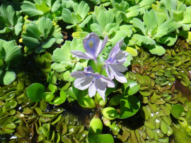 istock Flower of Eichhornia crassipes 955776056