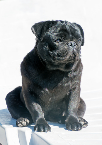 Close-up of a black Pug sitting in sunny day.