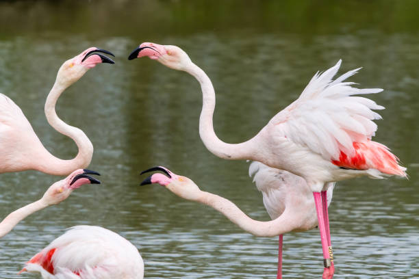 istock flamingos in the Camargue 955781650