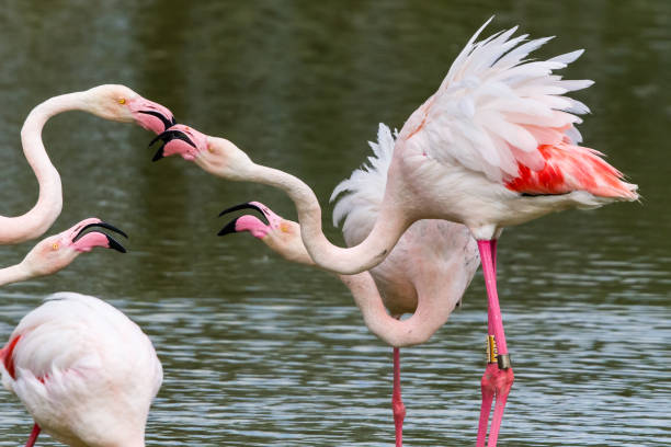 istock flamingos in the Camargue 955781660