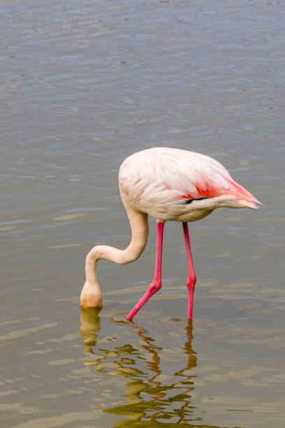 istock flamingos in the Camargue 955781738
