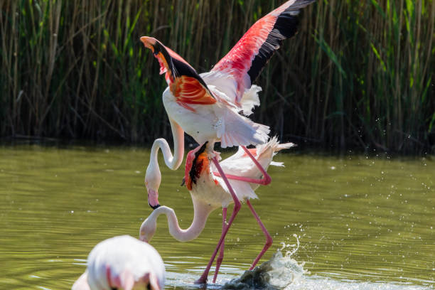 istock flamingos in the Camargue 955781902
