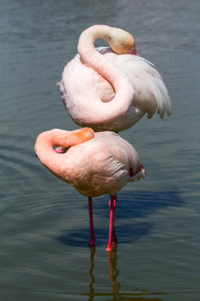 istock flamingos in the Camargue 955781976