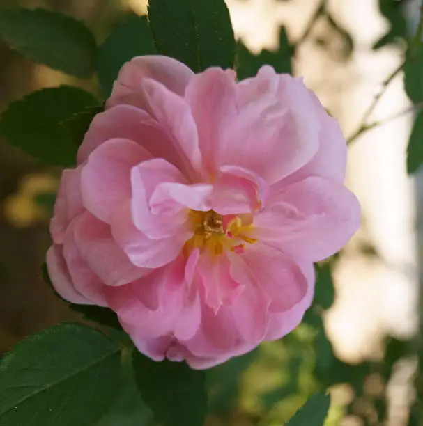 Picture of a beautiful pink rose and leaf