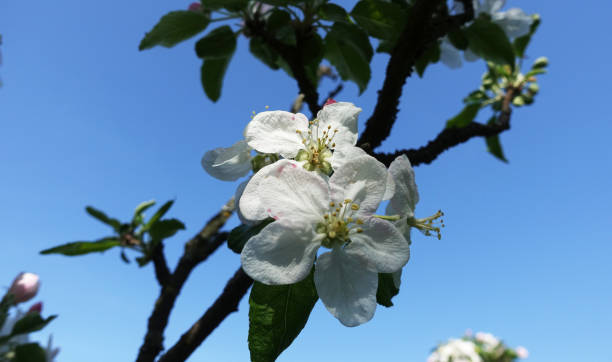 istock Flower of apple tree on a background of sky 955784384