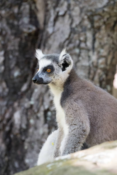 Ring-tailed lemur (Maki), Isalo National Park in the Ihorombe Region of Madagascar. Known for its wide variety of terrain, including sandstone formations, deep canyons, a palm-lined oases, and grassland, and rich wildlife lémur de cola anillada (maki), parque nacional isalo, en la ihorombe región de madagascar. conocida por su amplia variedad de terreno, incluyendo formaciones de arenisca, profundos cañones, un oasis de palmeras y pastizales y rica fauna silvestre