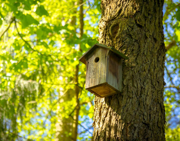 une maison d’oiseau ou une zone d’oiseau au soleil de printemps avec fond de feuilles vertes naturelles - birdhouse photos et images de collection