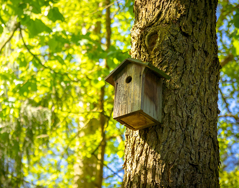 A bird house or bird box in spring sunshine with natural green leaves background
