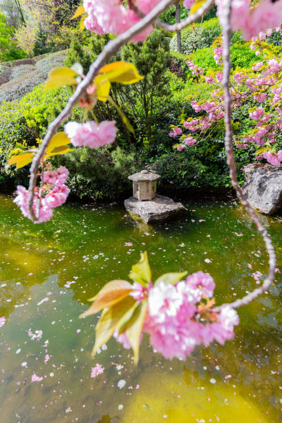 istock Close-up of beautiful sakura tree flower (cherry blossom) 955788258