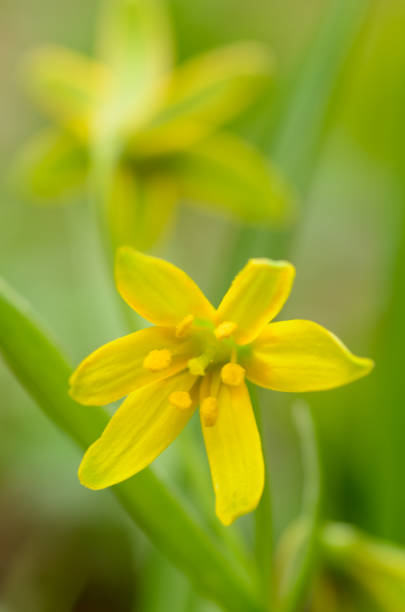 istock Primroses on the forest clearings. 955788358