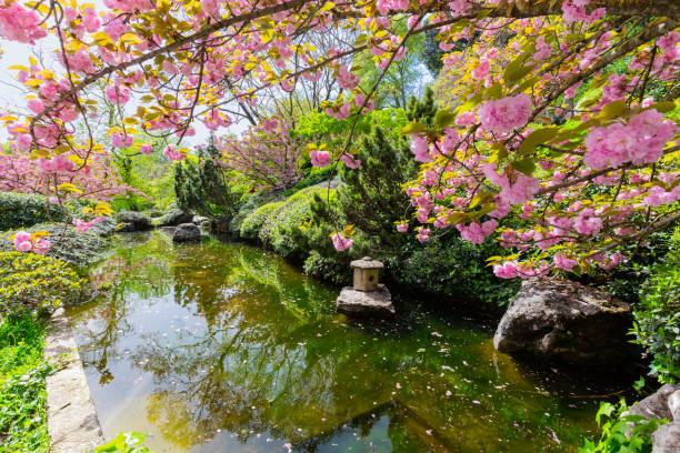 istock Close-up of beautiful sakura tree flower (cherry blossom) 955788424