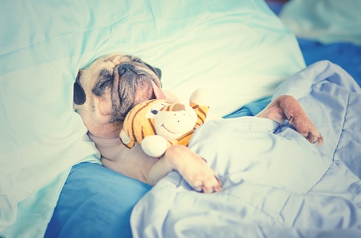 Cute Puppy Pug Dog Sleeping Rest in Bed Wrap with Blanket with Favorite Toy and Tongue Sticking Out.