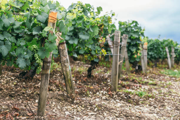 istock Many grape grow in a field in neat rows 955788988