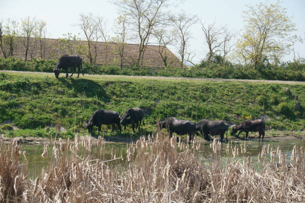 istock Water buffalos grazing near water channel 955791442