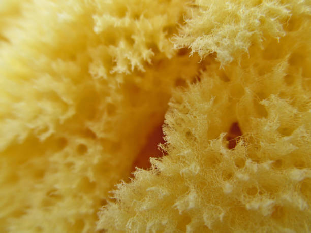 Natural sponge in front of a bright white background. Clipping path included.