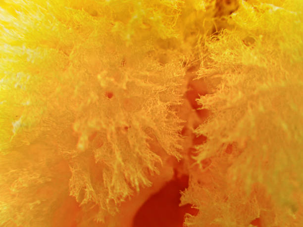 Close-up natural sea sponge.