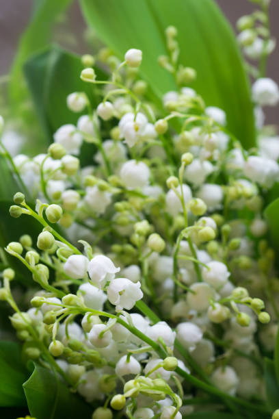 istock Lily of the valley 955792214