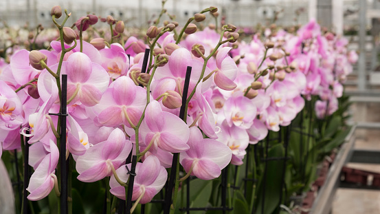 Dutch Noordpolder between Rotterdam and the Hague is the area where lots of greenhouses are present. Here orchids are in bloom in the beginning of April.