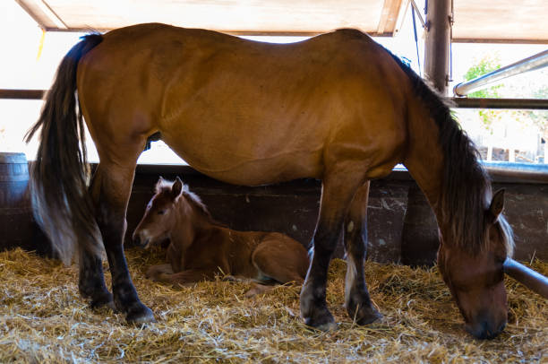 istock horse with his foal 955792550